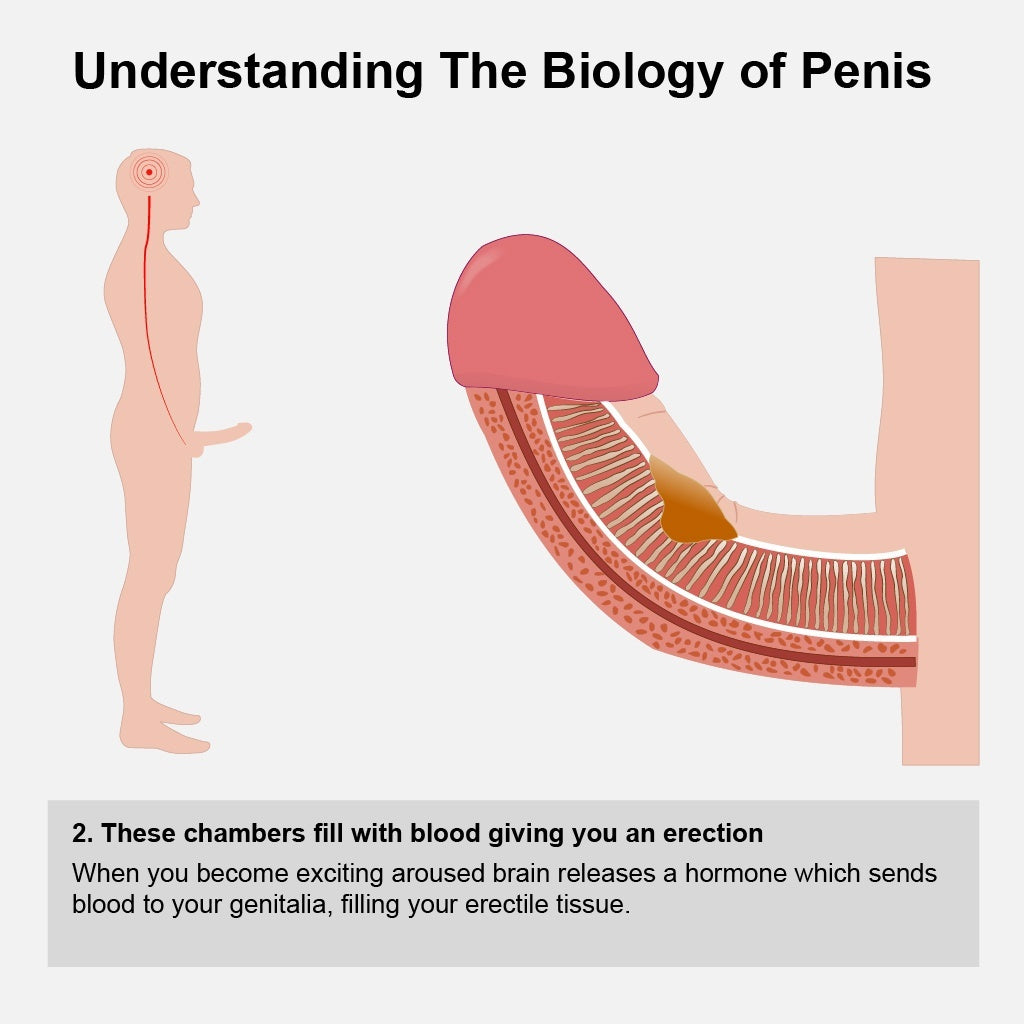 Penis Enlargement Pumps Penis Pump Enlargement Adult Sex Toy Dick Enlarger Pump